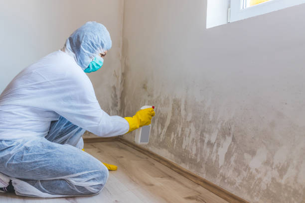 Mold Remediation specialist working in Windsor